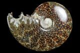 Polished, Agatized Ammonite (Cleoniceras) - Madagascar #97306-1